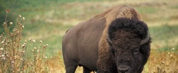 buffalo craigslist